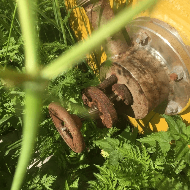 Виганд 2000 инв.4142