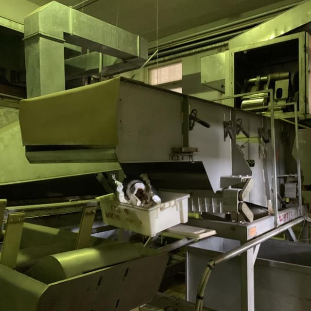 Линия производства картофеля Фри